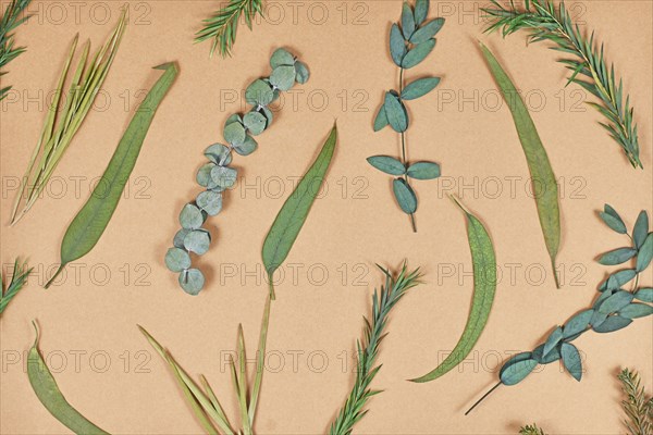 Dried green leaves on beige brown background