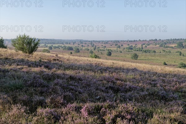Heath blossom in the heath around the Wümmeberg in the Lüneburg Heath nature reserve. Niederhaverbeck, Lower Saxony, Germany, Europe