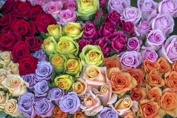 Roses in different colours, cut flowers, Bavaria, Germany, Europe