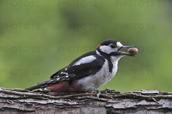 Great Spotted Woodpecker (Dendrocopos major), Greater Spotted Woodpecker male with hazelnut in beak on tree trunk in forest, Belgium, Europe