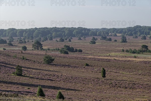 Heath blossom in the heath around the Wümmeberg in the Lüneburg Heath nature reserve. Niederhaverbeck, Lower Saxony, Germany, Europe