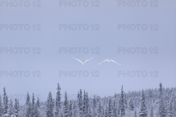 Whooper swans (Cygnus cygnus) in flight in winter, Lapland, Finland, Europe