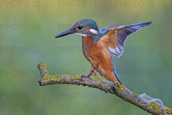 Common kingfisher (Alcedo atthis) juvenile, male, flapping his wings, Middle Elbe Biosphere Reserve, UNESCO Biosphere Reserve Elbe River Landscape, Saxony-Anhalt, Germany, Europe