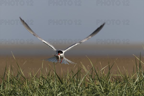 Common Tern (Sterna hirundo), in flight with fish in its beak, Lower Saxon Wadden Sea National Park, East Frisian Islands, Lower Saxony, Germany, Europe