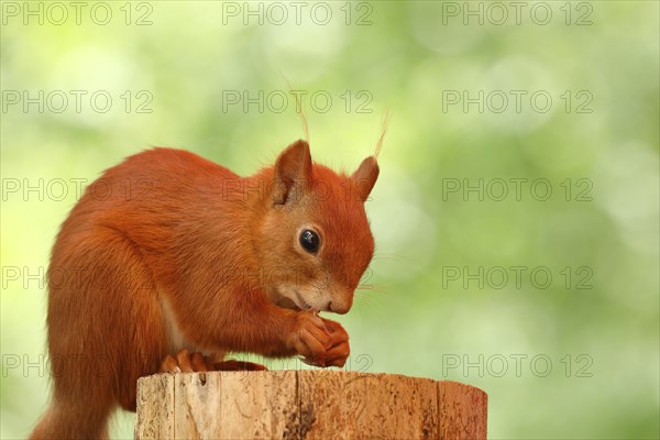 Eurasian red squirrel (Sciurus vulgaris), sitting on a tree stump and eating hazelnut, Wildlife, North Rhine-Westphalia, Germany, Europe
