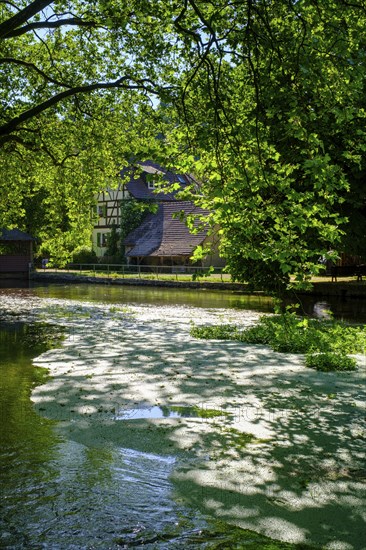 Aachquelle, Aachtopf, Radolfzeller Aach, Aach, Hegau, Baden-Württemberg, Germany, Europe