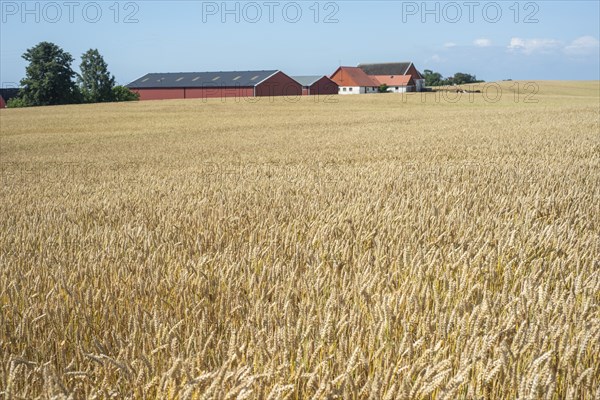 Field of ripe wheat in front of a farm in southern Skane, Sweden, Scandinavia, Europe