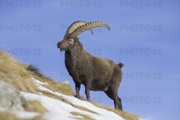 Alpine ibex (Capra ibex) male foraging in the snow on mountain slope in winter in the European Alps