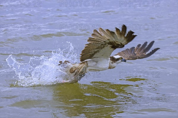 Western osprey (Pandion haliaetus) with caught fish in its talons, taking off from water of lake in late summer