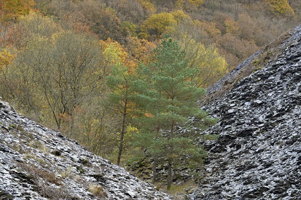 Mixed forest, pines (Pinus) and deciduous trees with autumn leaves between slate dumps, Eastern Eifel, Rhineland-Palatinate, Germany, Europe