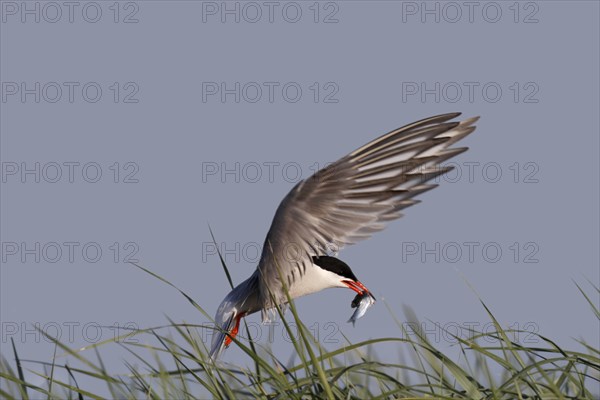 Common Tern (Sterna hirundo), in flight with fish in its beak, Lower Saxon Wadden Sea National Park, East Frisian Islands, Lower Saxony, Germany, Europe