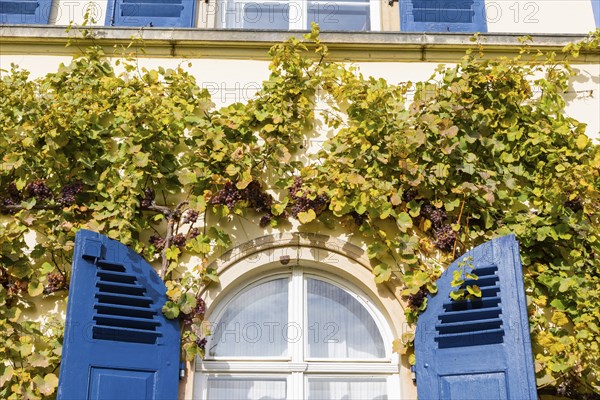 The Meinhold Tower House, now Weingut Friedrich Aust, on Weinbergstrasse 10 in Radebeul Oberlössnitz, Saxony, is part of today's Aust Winery on the historic Meinholds vineyard in the Radebeuler Goldener Wagen site within the Grosslage Lössnitz estate