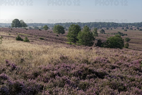 Heath blossom in the heath around the Wümmeberg in the Lüneburg Heath nature reserve. Niederhaverbeck, Lower Saxony, Germany, Europe