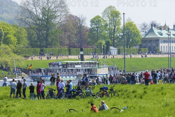 Steamship parade of historic paddle steamers in front of Pillnitz Palace