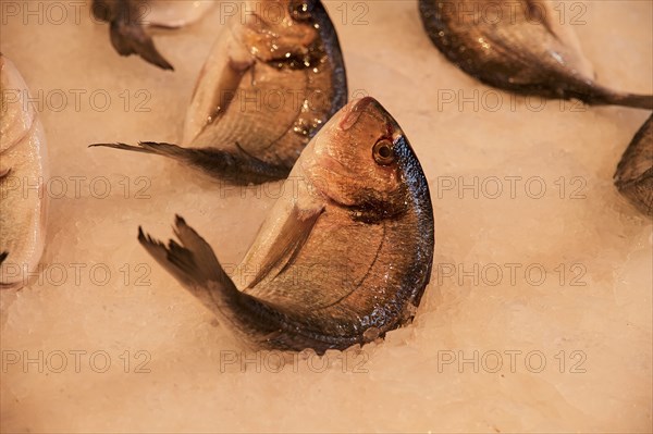 Fish on ice, close, markets, open air, Palermo, capital, Sicily, Italy, Europe