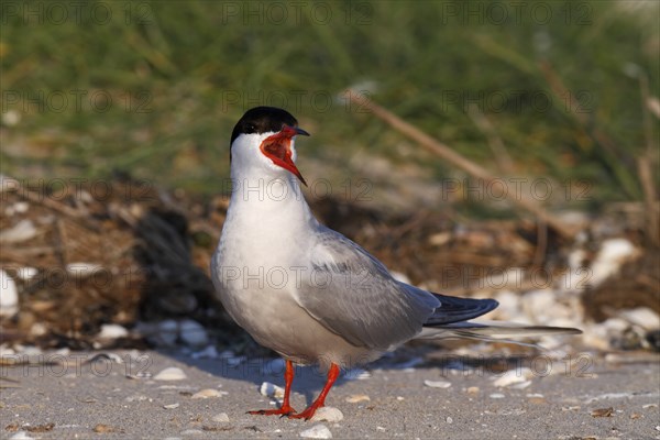 Common Tern (Sterna hirundo), mating in the colony, Lower Saxon Wadden Sea National Park, East Frisian Islands, Lower Saxony, Germany, Europe