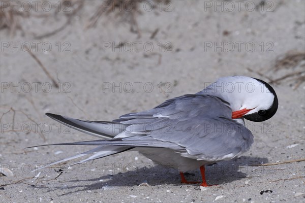 Common Tern (Sterna hirundo), animal grooming its feathers, Lower Saxon Wadden Sea National Park, East Frisian Islands, Lower Saxony, Germany, Europe