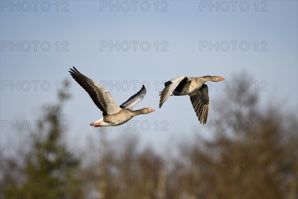 Greylag goose (Anser anser), pair in flight, subsidence area, Bottrop, Ruhr area, North Rhine-Westphalia, Germany, Europe