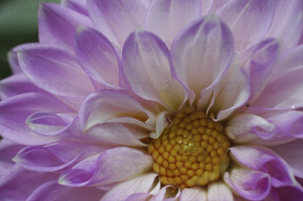 Closeup of mauve dahlia