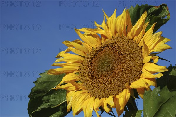 Giant sunflower against blue sky