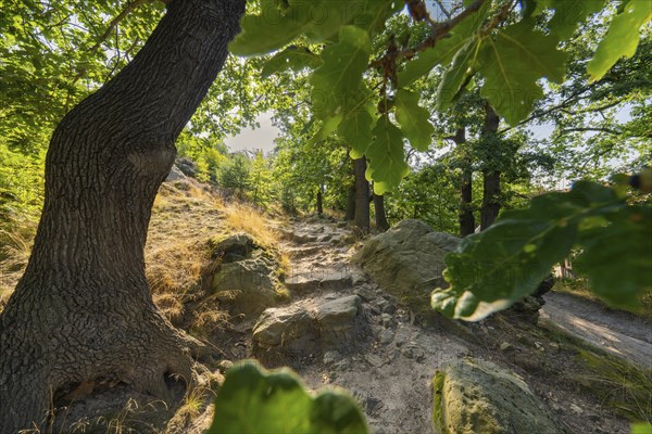 A winding path in the forest, lined with trees and rocks, in the sunlight, Harz Mountains, Germany, Europe