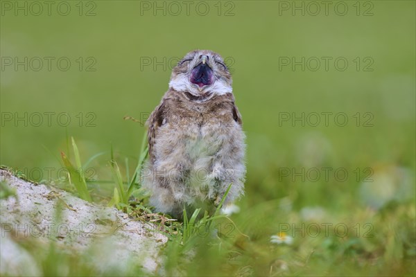 Burrowing Owl (Speotyto cunicularia), young bird in meadow yawns near nesting cave, Pembroke Pines, Florida, USA, North America