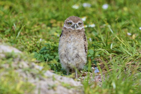 Burrowing Owl (Speotyto cunicularia), young bird in meadow near nesting cave, Pembroke Pines, Florida, USA, North America