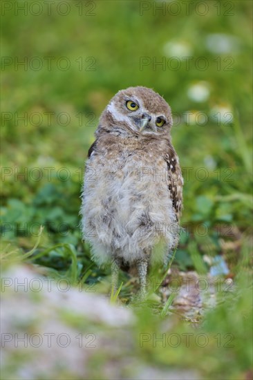 Burrowing Owl (Speotyto cunicularia), young bird in meadow near nesting cave, Pembroke Pines, Florida, USA, North America
