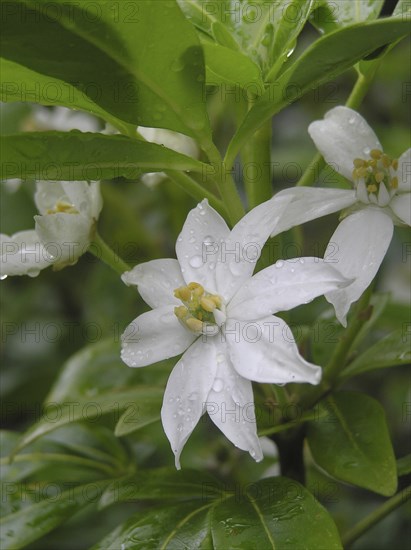 Mexican orange, Choisya tenata, in garden setting