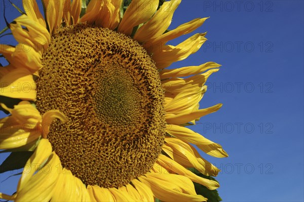 Giant sunflower against blue sky