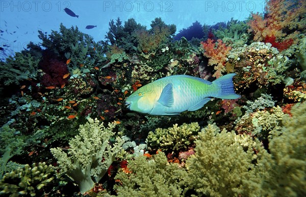 Green-cheeked parrotfish, Scarus prasiognathos, Egypt, Africa, Sinai, Sharm el Sheik, Red Sea, Africa