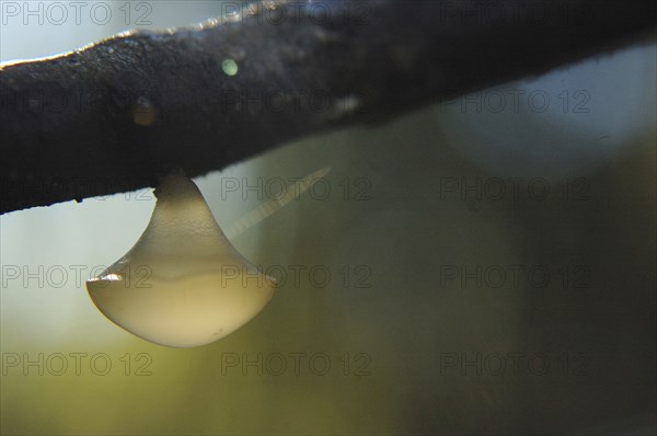 White disc fungus, probably Calycella citrinum, hanging from a branch in a tree, West Coast, South Island, New Zealand, Oceania
