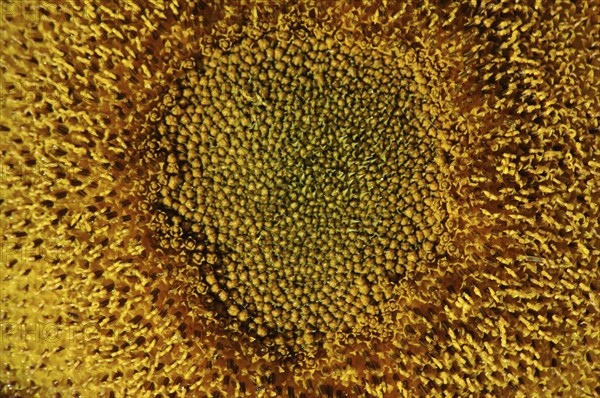 Centre of giant sunflower