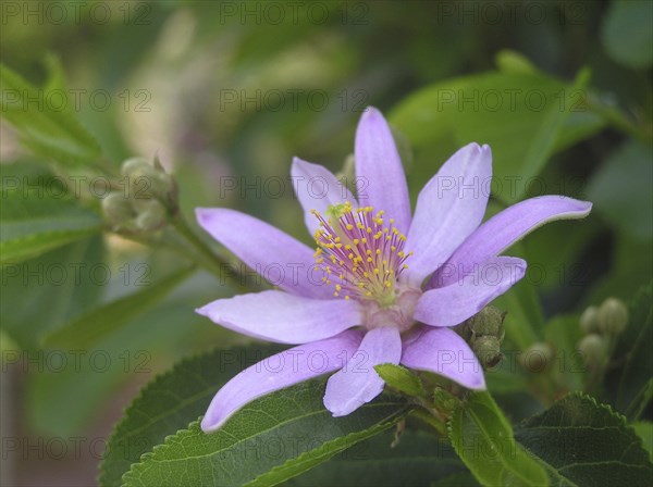 Mauve flowers on creeping vine