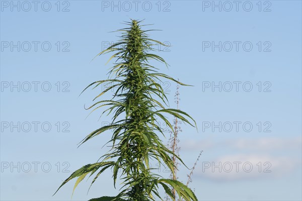 Marijuana plant at outdoor cannabis farm field