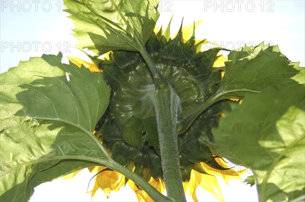 Giant sunflower from behind