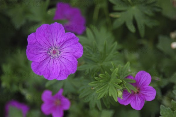 Mauve flowers on green background