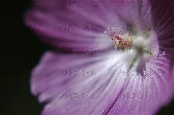 Closeup of Mauve flower