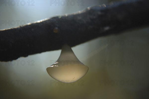 White disc fungus, probably Calycella citrinum, hanging from a branch in a tree, West Coast, South Island, New Zealand, Oceania