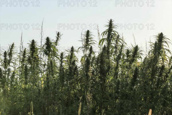 Marijuana grows in the summer countryside farm field