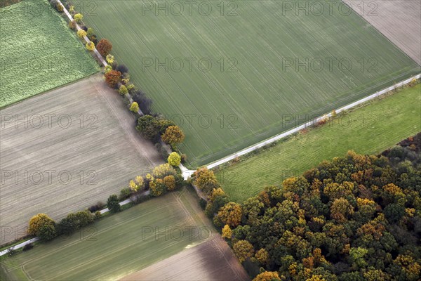 Autumnal crossroads, agriculture, trees, autumn, colourful leaves, colour, colours