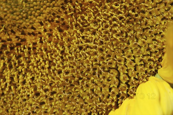 Centre of giant sunflower
