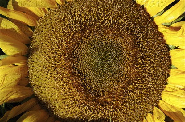 Centre of giant sunflower