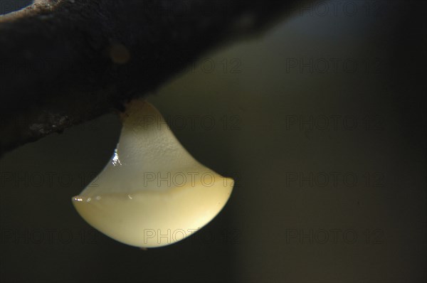 White disc fungus, probably Calycella citrinum, hanging from a branch in a tree, West Coast, South Island, New Zealand, Oceania