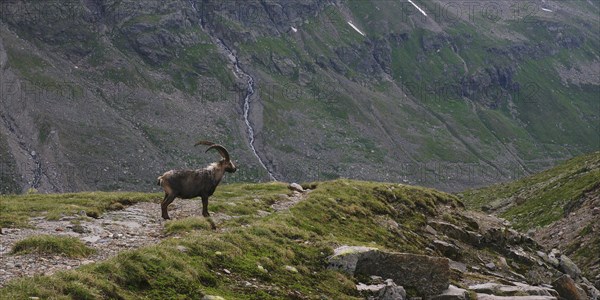 Alpine ibex, Ochsental, Silvretta, Vorarlberg