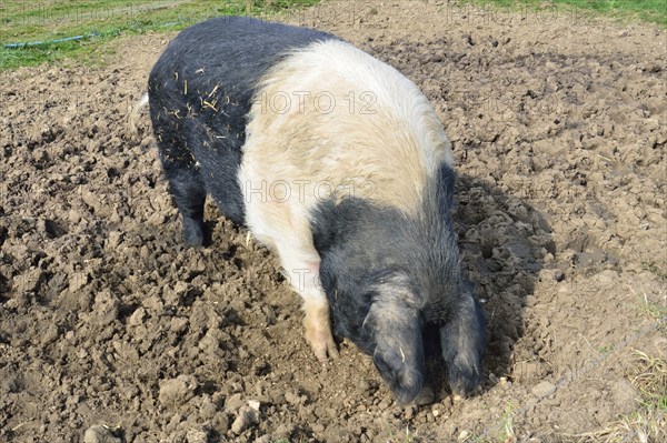 Free range pig feeding