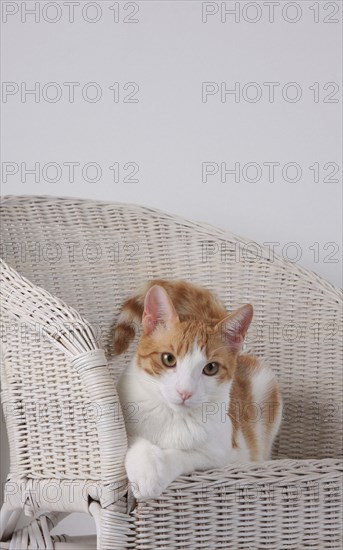 Domestic cat, dark red-white, in basket chair, Felis silvestris forma catus, Domestic-cat, red-white, basket chair