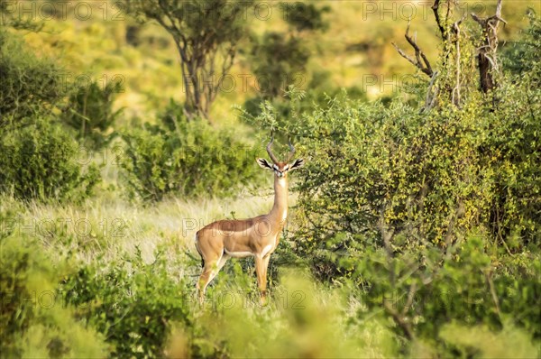 Giraffe antelope in the savannah of Samburu Park in central Kenya