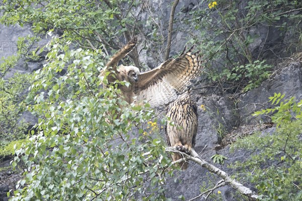 Young flying inexperienced eagle owl collides with its mother