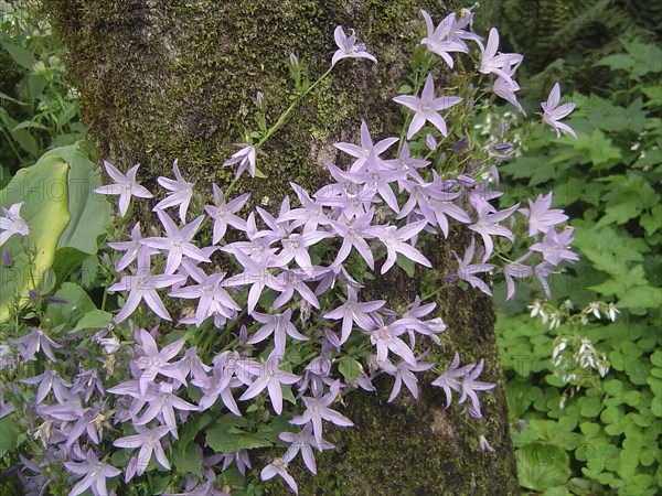 Mauve flowers on creeping vine
